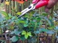月季花杆为何变黑？如何有效处理？（探究月季花杆变黑的原因与解决方法）