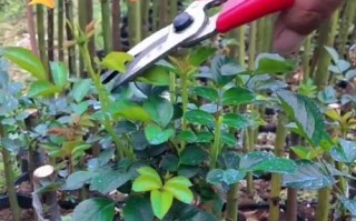 月季花杆为何变黑？如何有效处理？（探究月季花杆变黑的原因与解决方法）