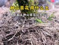 山茶花的种植与养护（山茶花的种植技巧和常见问题解答）