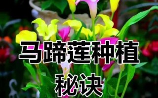 马蹄莲中反了怎么办？（教你解决马蹄莲中反问题的方法）
