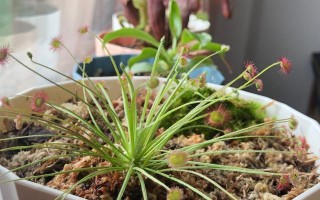 以芽膏菜怎么施肥？（科学施肥，提高芽膏菜产量）