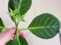 以芙蓉花的养殖技巧（浇水技巧与注意事项）