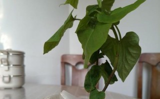 探秘盆栽地瓜的养殖技巧（以小小盆栽，打造丰收满满的地瓜园）