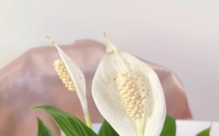美酒白掌的养殖技巧与注意事项（打造繁花似锦的白掌园——美酒白掌的种植指南）