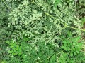 河南荆芥的种植技巧（选择种植时间，打造丰收好品种）