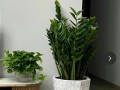 居家生活中的植物盆栽（打造绿意盎然的舒适空间）