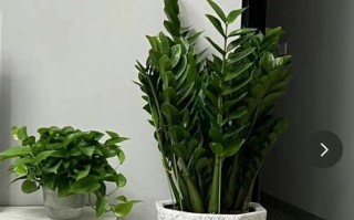 居家生活中的植物盆栽（打造绿意盎然的舒适空间）