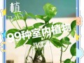绿萝气生根（墙上绿化的好选择，绿萝如何成为墙上的点缀？）