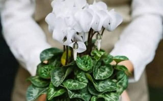 以仙客来怎么换盆，让您的植物焕发新生机（掌握换盆技巧，让植物健康成长）