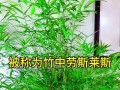 台湾竹干叶尖的处理与应用（发掘台湾竹干叶尖的独特价值及其应用前景）
