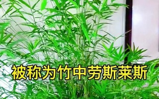 台湾竹干叶尖的处理与应用（发掘台湾竹干叶尖的独特价值及其应用前景）