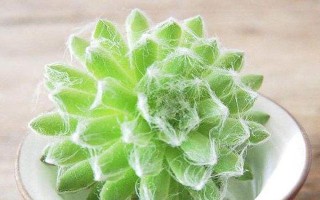 突发情况下，蛛丝卷绢用尽怎么办？（高效利用蛛丝卷绢，化解突发危机）
