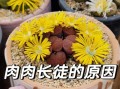 多肉老桩杆长须之奇特生长现象（揭开多肉老桩杆长须的神秘面纱）