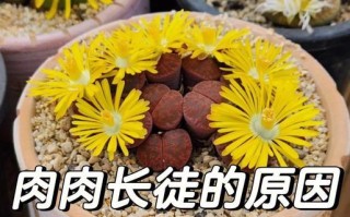 多肉老桩杆长须之奇特生长现象（揭开多肉老桩杆长须的神秘面纱）