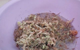 如何正确地换盆和换土蝴蝶兰？（蝴蝶兰换盆的最佳时机及步骤解析）