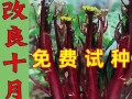 红菜苔的种植月份（选择合适的时间，让红菜苔更加茁壮成长）