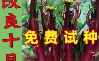 红菜苔的种植月份（选择合适的时间，让红菜苔更加茁壮成长）