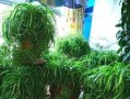 吊兰的阳光需求（让吊兰在阳光下健康成长）