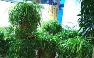 吊兰的阳光需求（让吊兰在阳光下健康成长）