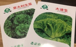 掌握生菜种植技巧，助你种出优质蔬菜（以生菜种子怎么种才能出得好，关键在于科学方法与精细管理）