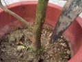 如何处理平安树土壤硬化问题（有效方法和关键技巧，让平安树重新茁壮成长）