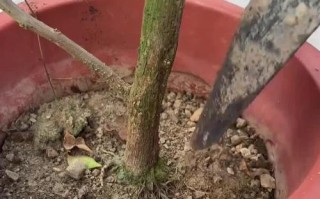 如何处理平安树土壤硬化问题（有效方法和关键技巧，让平安树重新茁壮成长）