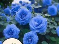 以蓝玫瑰怎么种植（如何培育出迷人的蓝色玫瑰）