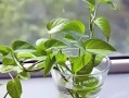 如何正确处理爬蔓的花（有效管理蔓生植物的生长，打造美丽的花园）