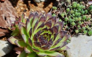 夏型种多肉植物的魅力（探索炎热季节中的绿色世界）