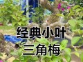 如何延长三角梅的花期？（关键技巧让你的三角梅绽放更久）