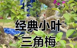 如何延长三角梅的花期？（关键技巧让你的三角梅绽放更久）
