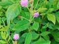 含羞草是种子植物吗？——探究含羞草的分类学归属