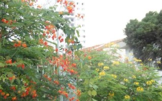 家里种凌霄花，风水有何影响？（家居装饰中的风水学问题）