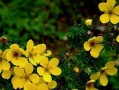 格桑花苗可否移栽？（探究格桑花苗的移栽适应性和技巧）