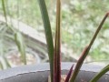 如何恢复干枯的香妃叶子？（解决香妃叶子干枯的问题，让其焕发生机）