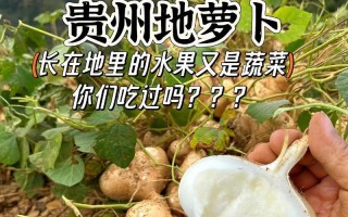 红薯的生长环境（探究红薯适合生长的土壤和气候条件）