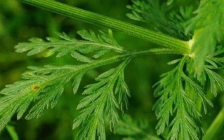 黄花蒿的形态特征、生态环境和药用价值（黄花蒿的形态特征、生态环境和药用价值）