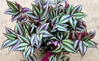 选择合适的连体花盆，打造理想的花园（探究连体花盆适合养什么花，打造独特的花园风格）
