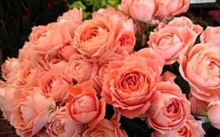 甜蜜回音月季的优缺点（一种适合家庭种植的优良月季品种）