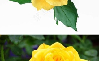 黄色玫瑰花的养殖技巧及注意事项（黄色玫瑰花养护要点，轻松培育芳香花海）