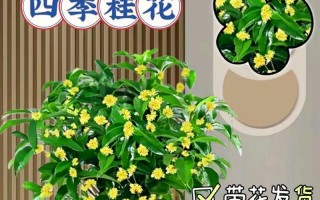 室内桂花的养殖技巧（冬季桂花的室内养殖方法与注意事项）