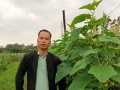 黄瓜种植的时间和生长周期（让你成为黄瓜种植专家！）