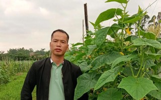 黄瓜种植的时间和生长周期（让你成为黄瓜种植专家！）