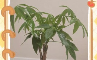 如何处理发财树枝叶过长的问题（掌握正确修剪方法，让发财树焕发生机）