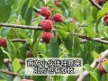 荔枝北方种植的可行性研究（探究荔枝在北方生长繁殖的可能性）