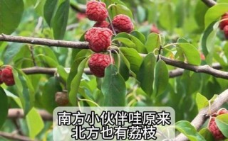 荔枝北方种植的可行性研究（探究荔枝在北方生长繁殖的可能性）