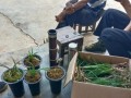 掌握兰草的水养技巧（打造一片兰花盛开的水养花园）