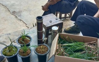 掌握兰草的水养技巧（打造一片兰花盛开的水养花园）