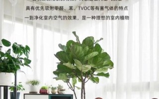如何让琴叶榕秃杆长叶（掌握关键养护技巧，让你的琴叶榕焕发新生命力）