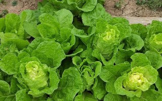 六月份最适合种植的蔬菜是什么？（打造丰收的蔬菜园，这些蔬菜必不可少！）
